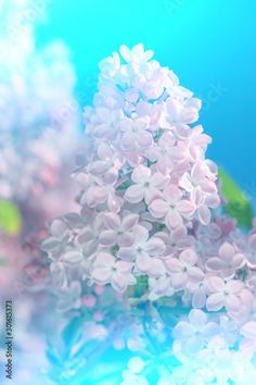 the flowers are blooming on the blue and pink background with blurry effect in the foreground