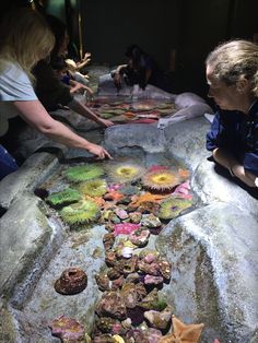 several people are looking at an array of seashells