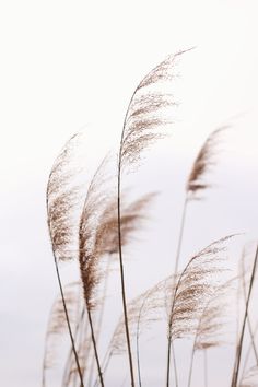 some tall grass blowing in the wind on a cloudy day