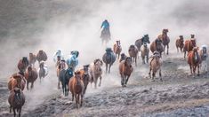 a large group of horses are running in the dirt and dust, with one person on horseback behind them