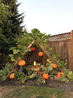 an outdoor garden with pumpkins growing on the vine and in front of a wooden fence