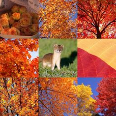 several different pictures of autumn trees with oranges, yellows, and red leaves