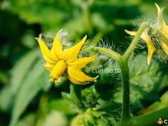 a close up of a yellow flower on a plant