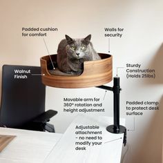 a gray cat sitting in a wooden bowl on top of a desk with information about its features