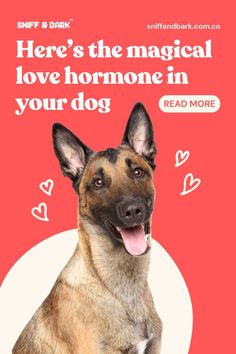 a dog with its tongue out and the caption here's the magical love someone in your dog read more