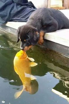 a black and brown dog laying on top of a window sill next to a goldfish