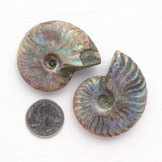 two ammonite shells next to a dime