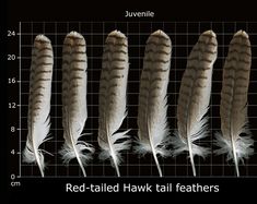 four different types of feathers are shown in this diagram, with the same size as each feather