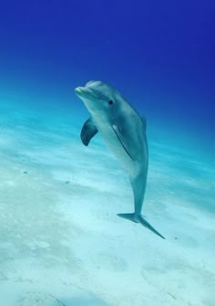 a dolphin swimming in the ocean with its mouth open