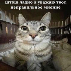 a cat sitting on top of a bed with the caption in russian