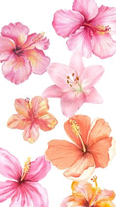 four pink and orange flowers on a white background