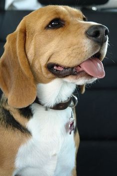 a brown and white dog sitting in the back seat of a car with its tongue hanging out