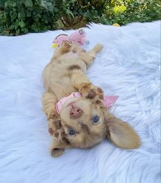 a puppy laying on its back with a pink bow around it's neck and head