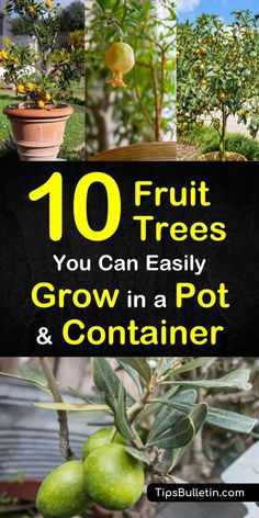 the top ten fruit trees you can easily grow in a pot and container