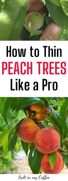 peaches growing on the tree with text overlay how to thin peach trees like a pro