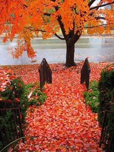 an autumn scene with leaves on the ground and a tree in the background, surrounded by wrought iron gates