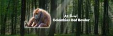 an image of a man in the woods with a cell phone to his ear and text that reads, all about columban red hollow