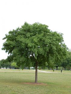 a large green tree sitting in the middle of a park