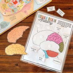 the human brain activity book is open and ready to be played