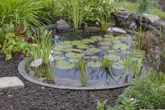 a pond filled with water lilies surrounded by plants and rocks in a garden area