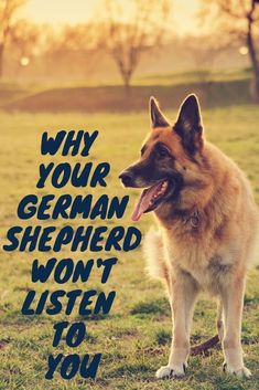 a german shepherd standing on top of a grass covered field with the words when your german shepherd will mellow out