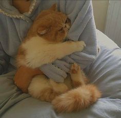 an orange and white cat laying on top of a bed next to a person wearing a sweater