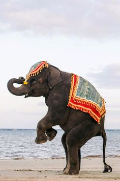 an elephant wearing a colorful blanket on the beach