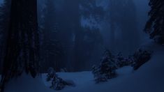 snow covered trees in the middle of a forest at night with light coming from behind