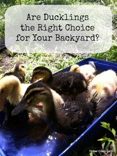 ducks in a blue tub with the words are ducklings the right choice for your backyard?