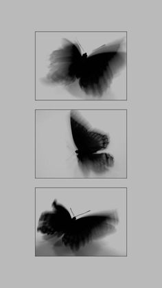 three different pictures of a butterfly in black and white, each with its wings spread out