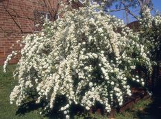 a bush with white flowers in front of a brick building