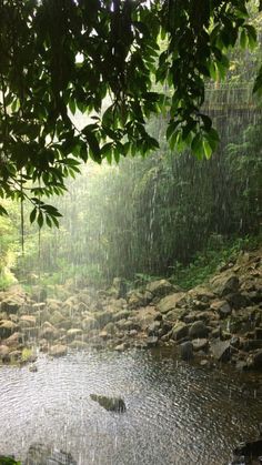 a stream running through a forest filled with lots of rocks and greenery on both sides