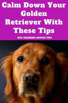 a golden retriever with the words calm down your golden retriever with these tips