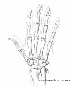 a drawing of the hand and wrist bones