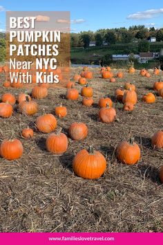 pumpkins in the middle of a field with text overlay that reads best pumpkin patches near nyc with kids