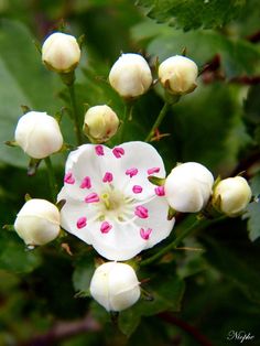 white and pink flowers with green leaves in the background