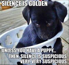 a black puppy sitting in a bucket on top of a wooden deck with the caption, science is golden unless you have a puppy then, silence is suspicious