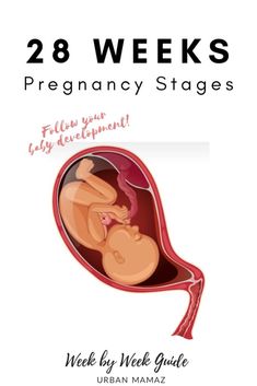 the front cover of 28 weeks pregnant stages, with an image of a baby's stomach