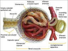 an image of the inside of a human stomach with labels on its structures and functions