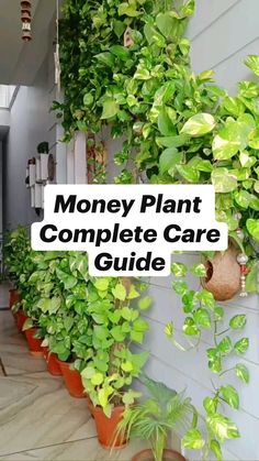 the money plant complete care guide is displayed in front of a house with potted plants