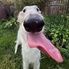 a dog with its tongue out standing in the grass