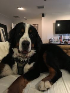 a large black and brown dog laying on top of a white bed next to a tv