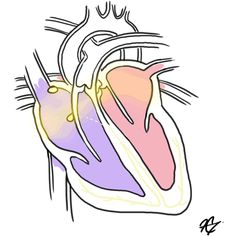 a drawing of the human heart with different colors and markings on it's side