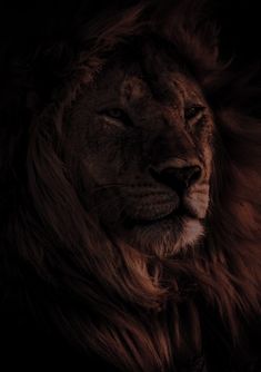 a close up of a lion's face with its eyes closed in the dark