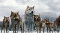 a group of wolfs standing in the snow