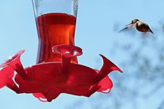 a hummingbird flying towards a red bird feeder with water in it's beak