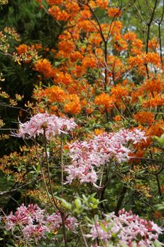 pink and orange flowers are in the foreground, with trees in the back ground