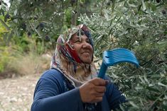 a woman holding a blue spatula in her hand while picking olives from an olive tree