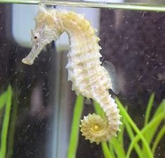 a close up of a sea horse in an aquarium with green plants and water droplets