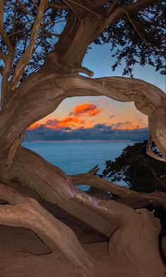 the sun is setting behind an old tree on the beach with water in the background